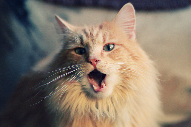 波斯铁骑对决银河战舰，奥利维耶千场传奇闪耀