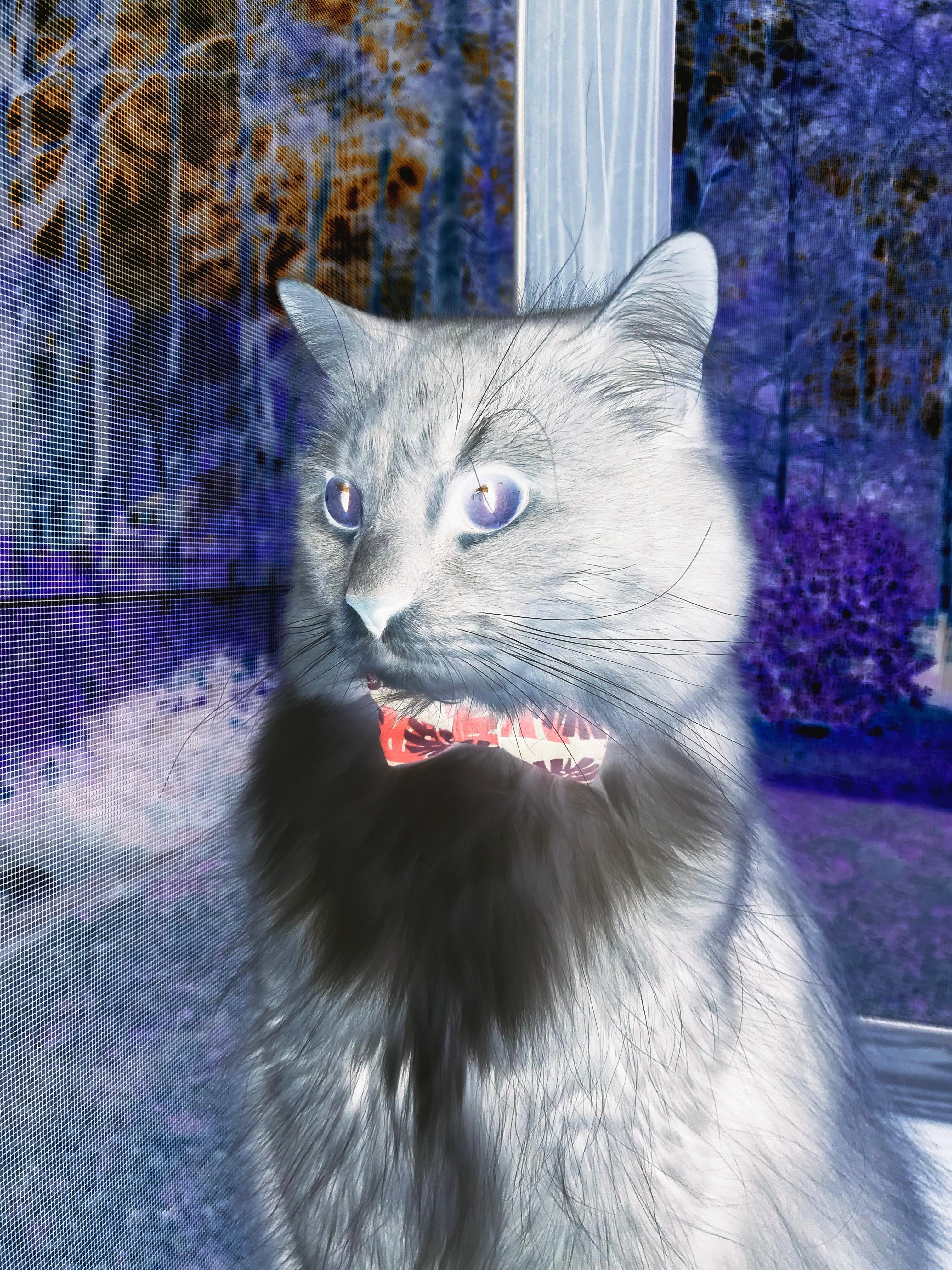 西决生死战焦点战,牙买加节奏如何掌控英格兰命运