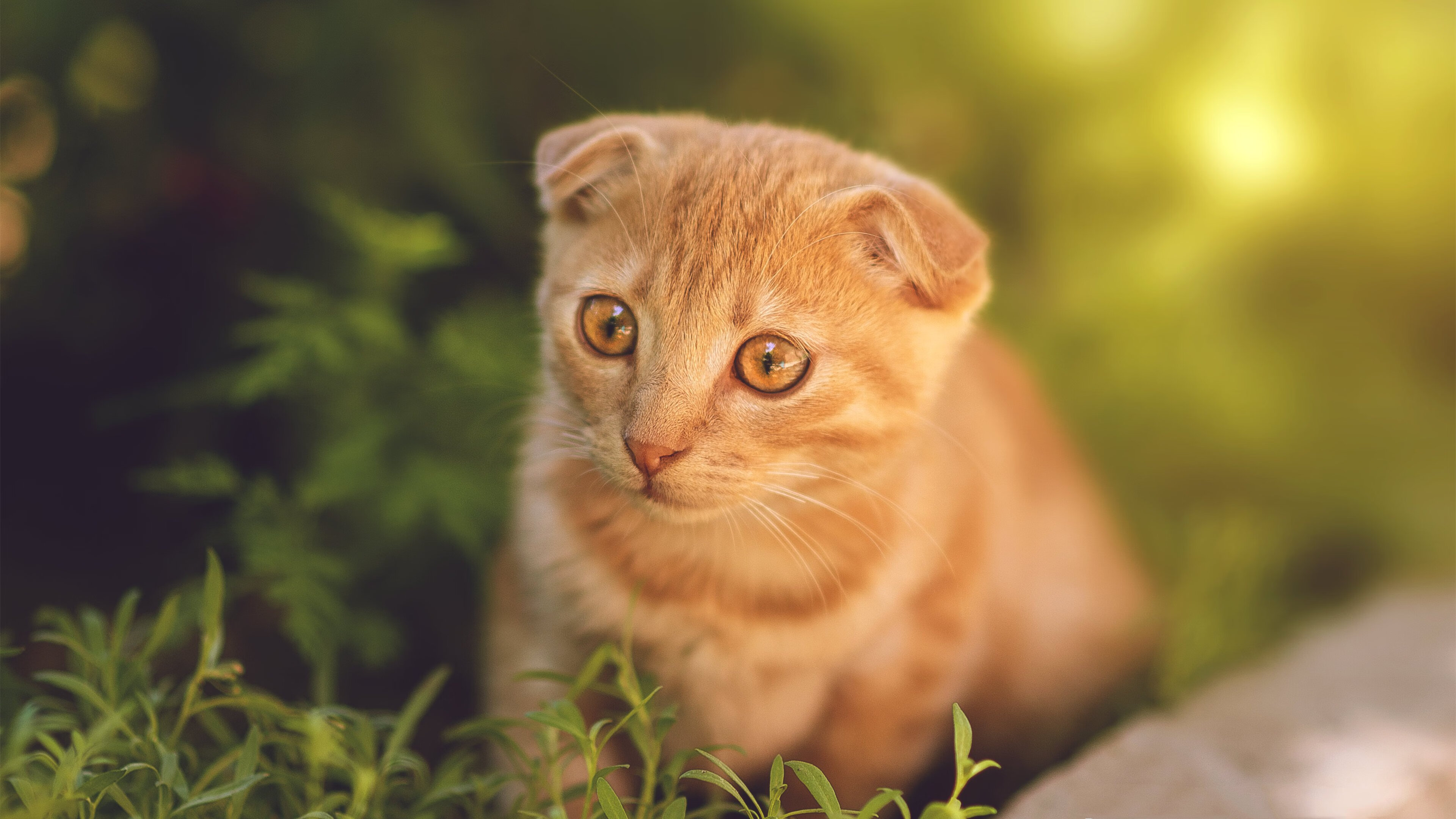 开云体育在线-久保建英一剑封喉！安哥拉与摩纳哥友谊赛上演惊天逆转