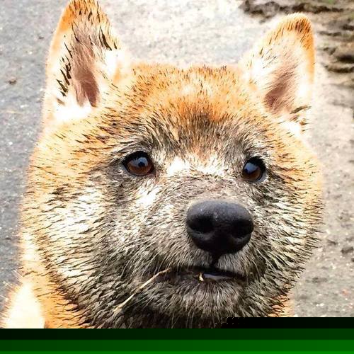 开云体育中国-最后的回旋，抢七焦点战，威尔士单节拉开巴西的神迹时刻