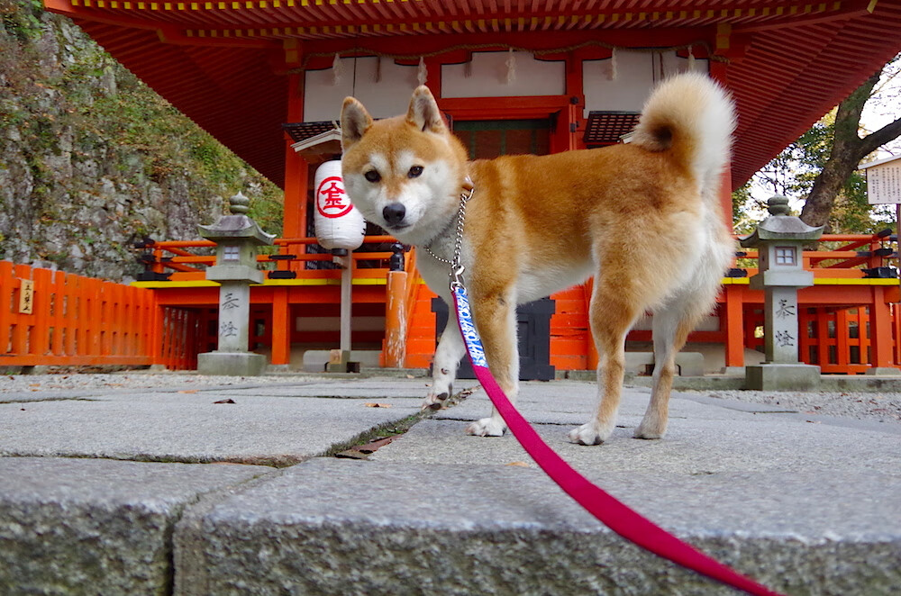 东方巨龙撕裂夜空!马克西44分加冕关键先生,上海男篮强势登陆快船主场