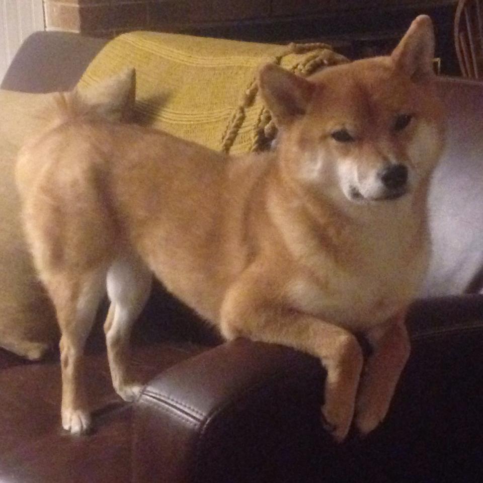 开云体育平台APP-绿茵场的两座圣殿，斩落巨人的长矛与守护神祇的叹息