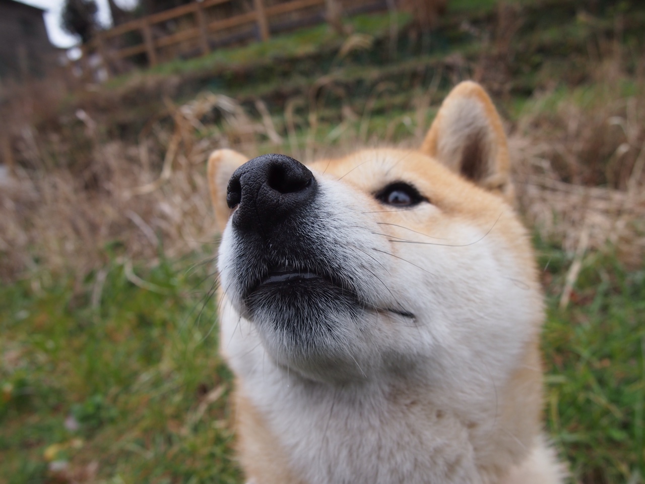 开云体育官网-双线逆袭，鹈鹕的窒息疗法与小贾伦的抢七成人礼