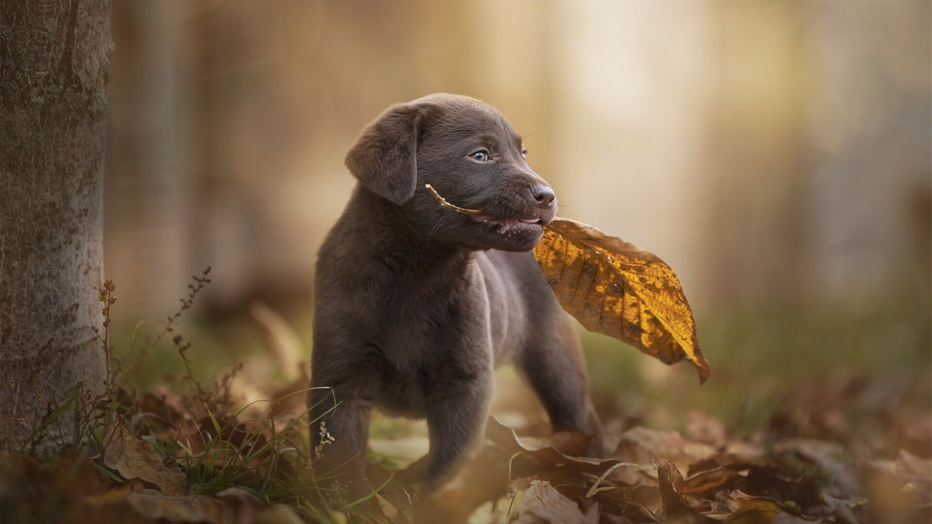 双城记，从上海滩到波士顿—大闸与王牌，两种形态的接管