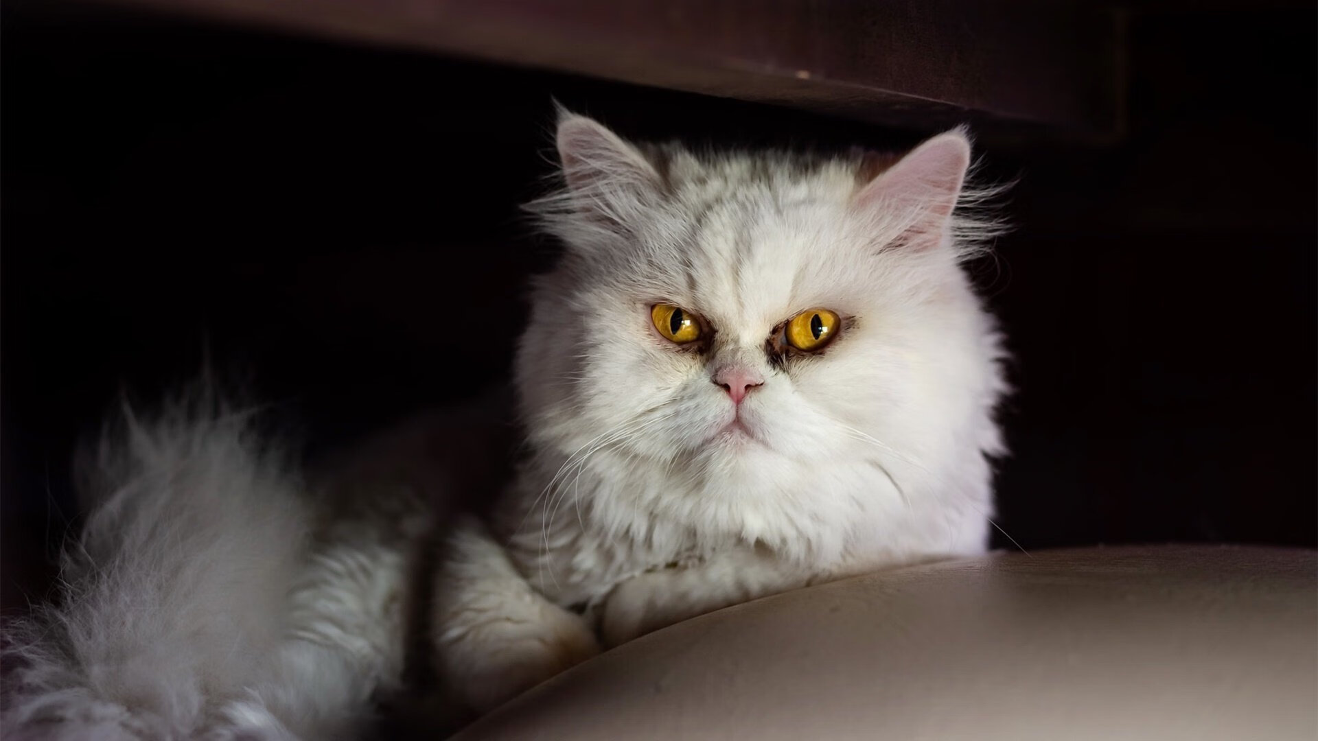 意甲焦点战见证塞内加尔崛起,强势晋级对决巴西