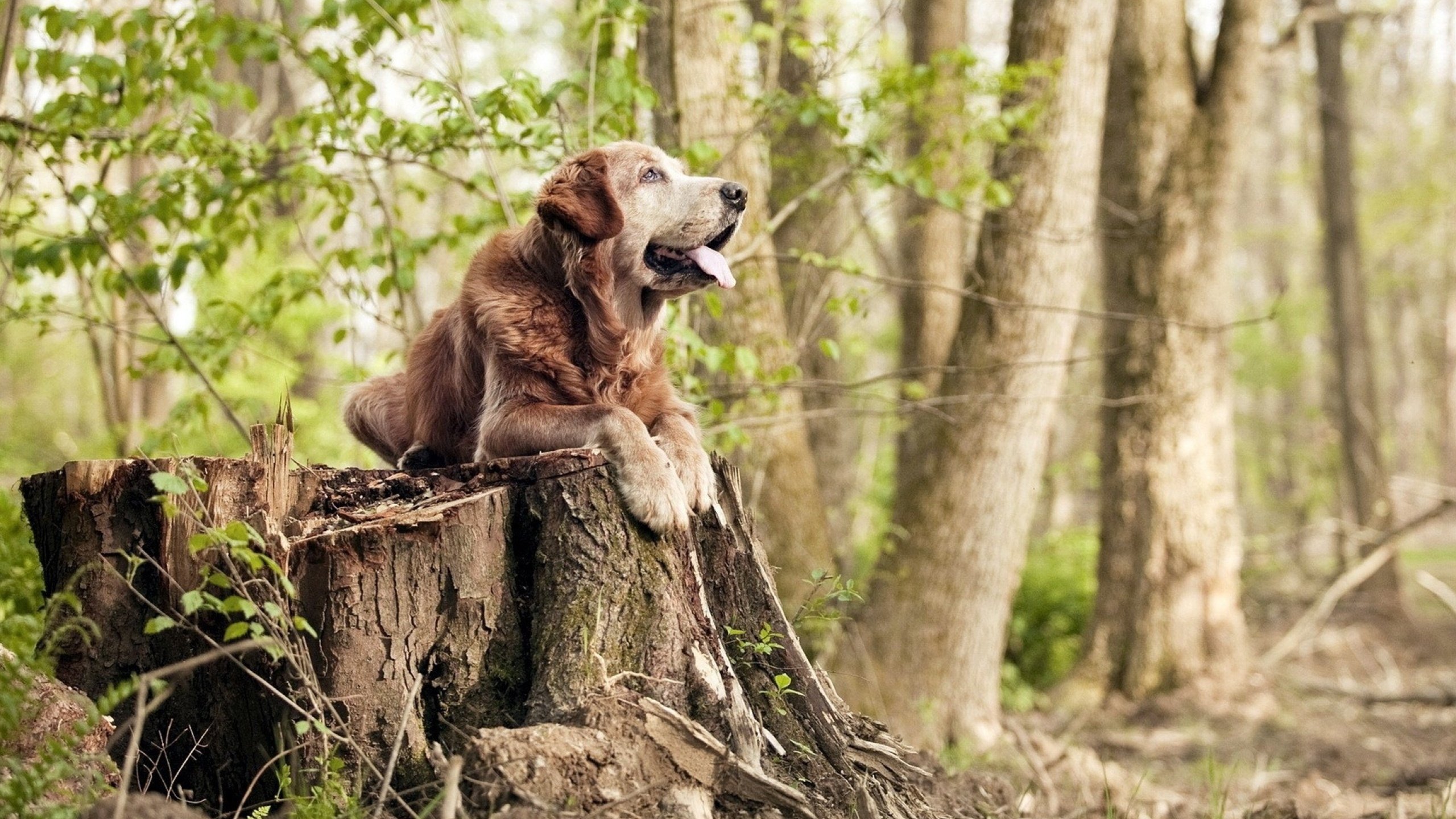压力熔炉铸神迹，当湖人血战淘汰猛龙，杰伦格林于绝境中重生