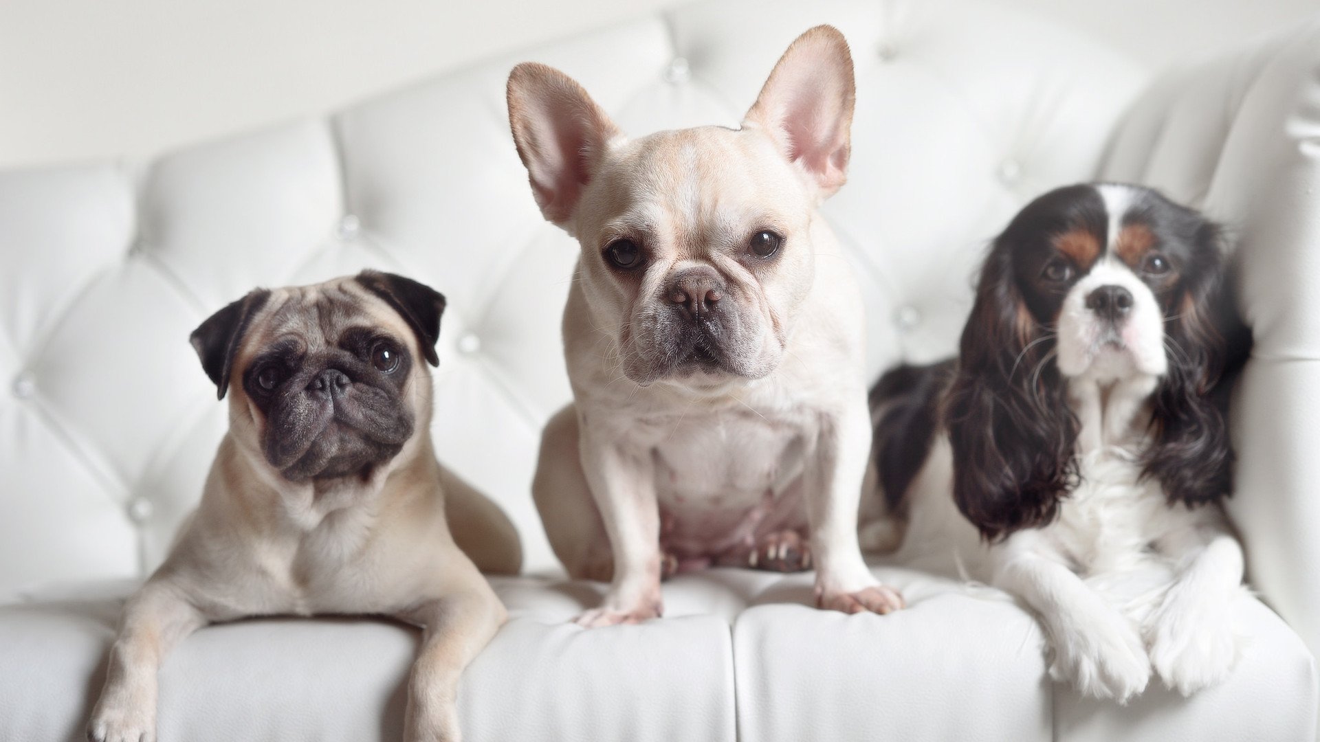 开云体育平台APP-钢铁蓝月 vs 赤红雄狮，一场定义现代足球的虚构对决