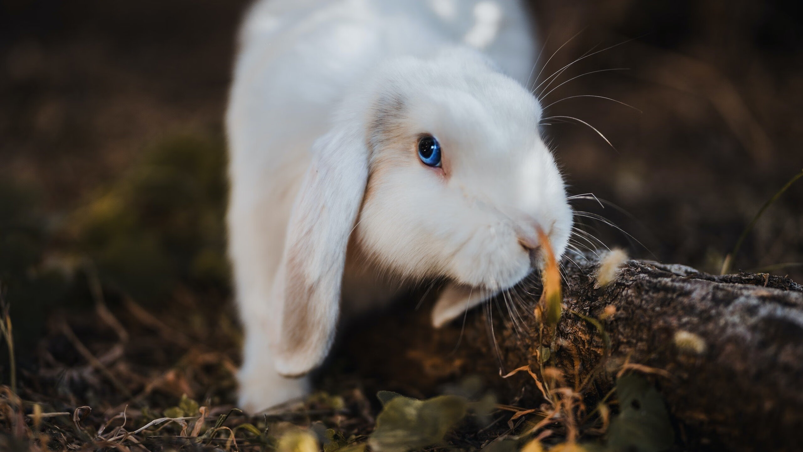 开云体育入口-巴黎的暗夜中，只此一束阿根廷星光