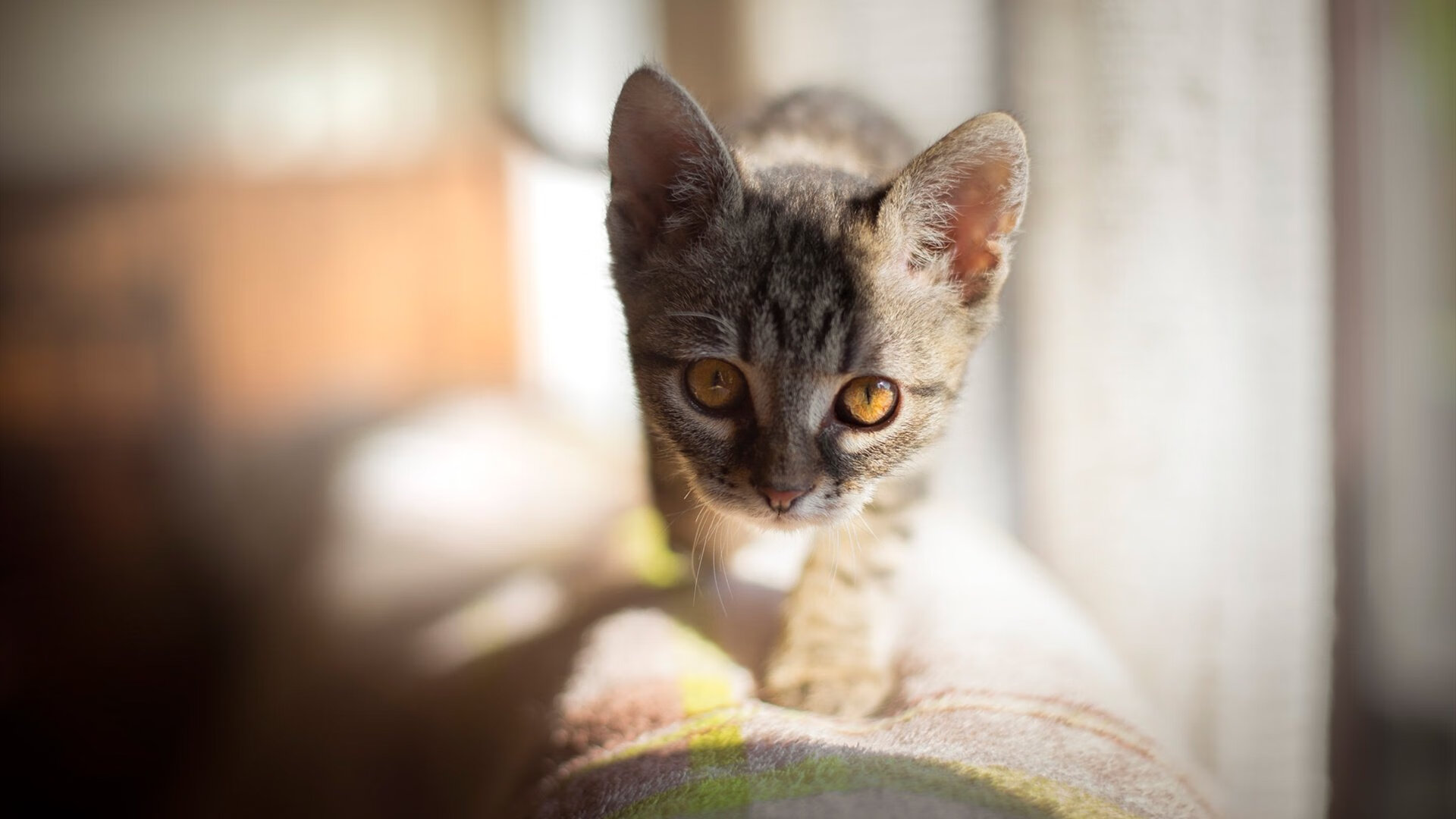 NBA之魂与绿茵激情共舞,范弗利特的生涯之夜,照亮了亚平宁的星空