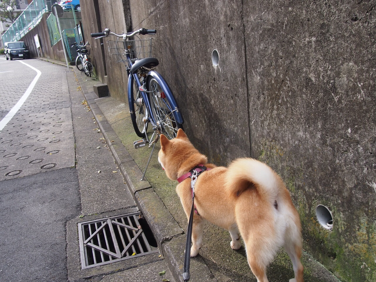 星光与暗涌,维尼修斯爆发背后,澳大利亚的团队胜利启示录