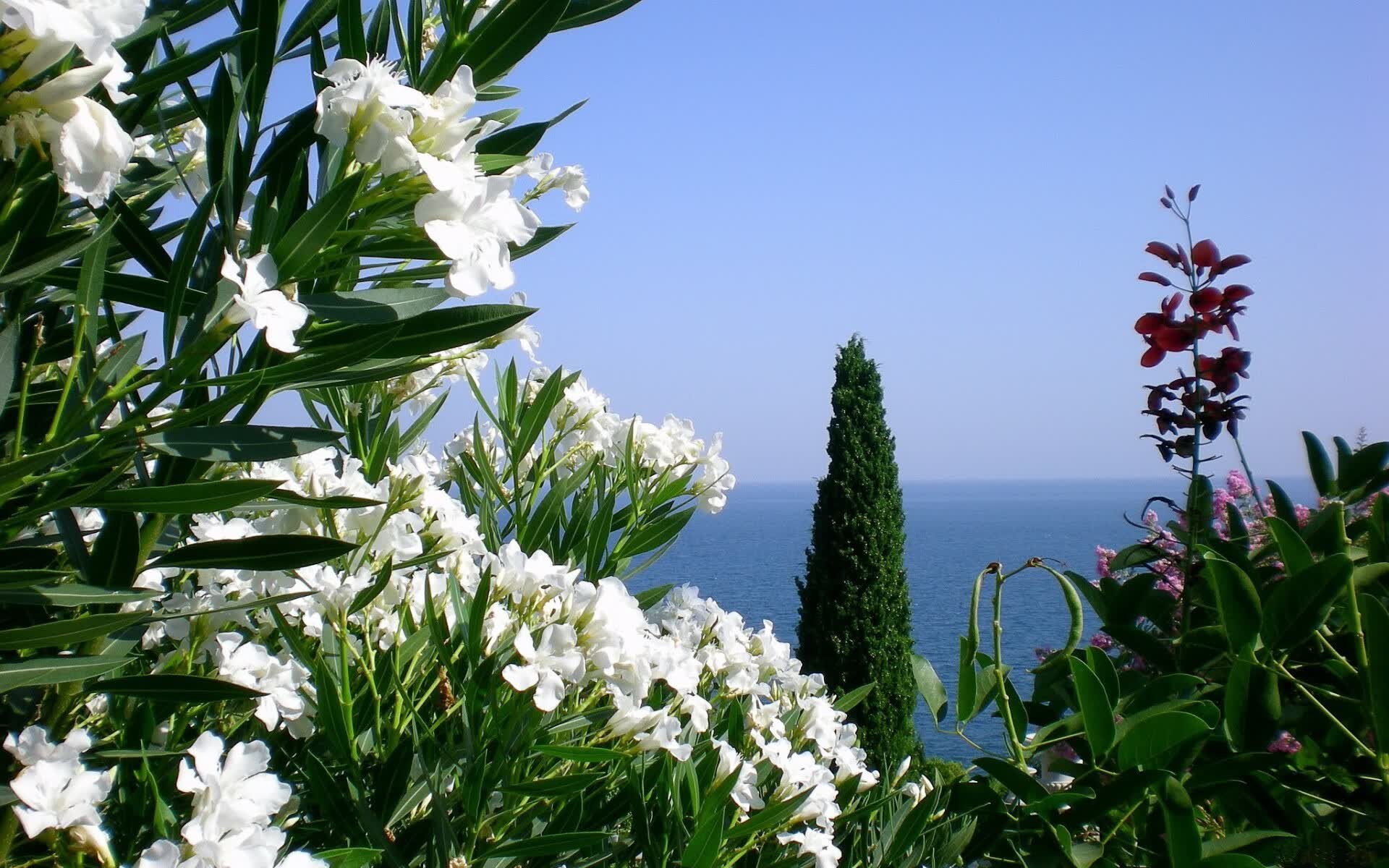 沙漠中绽放的孤星，记2026世界杯C组一场由贝林厄姆定义的唯一神迹